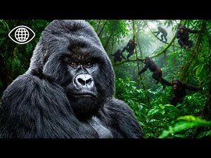Gorillas, Bonobos, Chimpanzees: In the Heart of the Congo Jungle ⎮Wildlife Documentary⎮AD