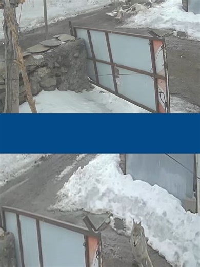 Köye inen kurt kaz sürüsüne saldırdı Ardahan'da, kar ve soğuk hava yüzünden yiyecek bulmakta zorlanan bir kurt, köy meydanına inerek kaz sürüsüne saldırdı.