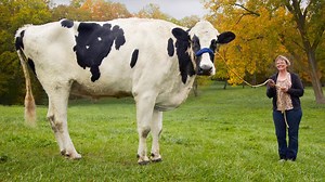 World's tallest cow Blosom dwarfs her owner