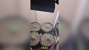 E12 Candelabra Grow Light Bulbs for Indoor Plants Full Spectrum,Small Base Grow LED Lamp Bulb 10W with Balanced Spectrum 5000K Red Blue for Seeds Greens Laboratory,School,Greenhouse, Hydroponic,3Pack