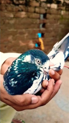 🔥 Beautiful Teddy Pigeon 🕊️ | Top Quality Kabootar Lovers Choice ❤️