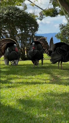 Wild Turkeys of California – Nature’s Gardeners