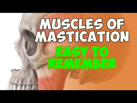 Muscles of Mastication anatomy - MNEMONIC
