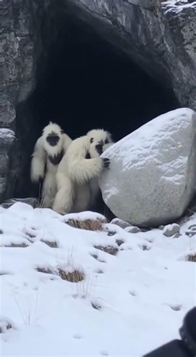 Yeti Spotted in Himalayas? 😱 Caught on Camera #shorts