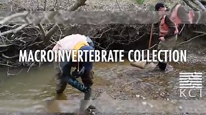 Macro Invertebrate Collection