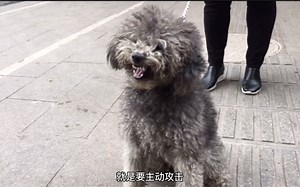 6岁灰泰迪：豆豆非常强势，陌生人靠近就会被咬，3年没去剪过毛了！