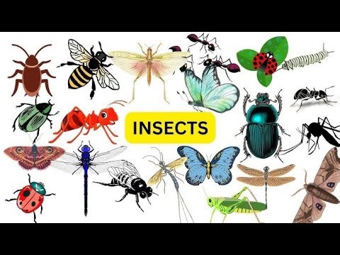 Insects Names | Insects for Kids | Learn Insect Names in English | Kids Learning Video