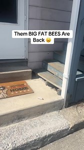 Giant Bees Return to Schuylkill Haven