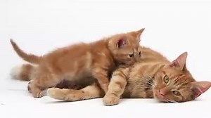 1.4M views · 41K reactions | It's Monday. You deserve a hug. (Video via Getty Images) | ELLE Magazine (US) | Facebook