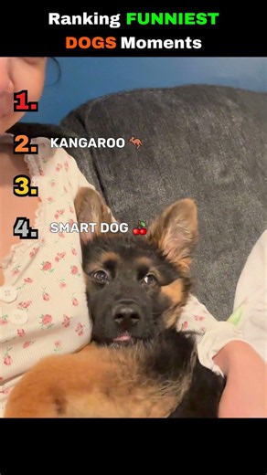 Ranking the FUNNIEST Dog Moments 🐶😂 (You Won't Stop Laughing) #funny
