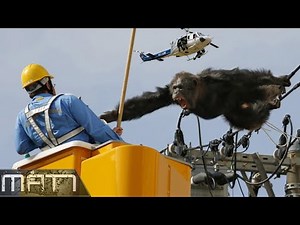 7 WILD ANIMALS THAT ESCAPED FROM THE ZOO