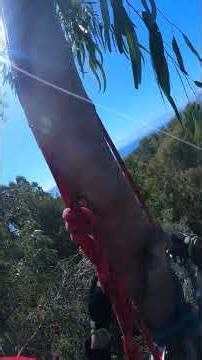 setting up ring sling #rigging #treework #high