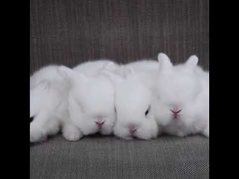 Conejos chistosos y divertidos - No pararas de reir