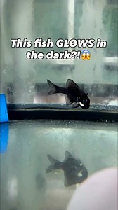 The fish that glows in the dark 🐟 They're called Flashlight Fish 🔦 They belong to the family Anomalopidae, known as lantern-eye or flashlight fishes not deep-sea dwellers, they are found around Indo-Pacific reefs and the western Indian Ocean, including around the Philippines. There are several species, including Anomalops katoptron and Photoblepharon palpebratum/steinitzi Fishes of Australia. #flashlightfish #aquafranz #aquariumlife #fishkeeping #aquariumhobby #HappyFishKeeping | AquaFranz