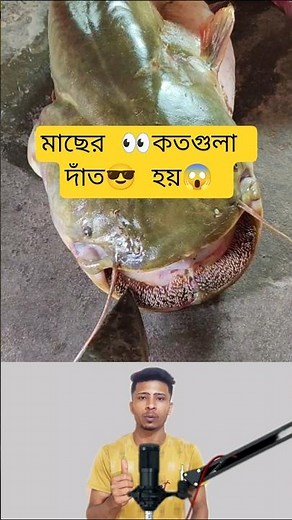 How Many Teeth Do Fish Have?