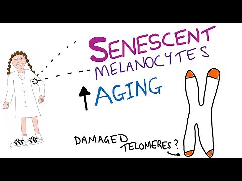 How senescent cells drive skin aging.