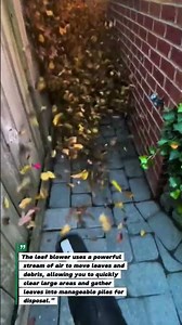 Leaf Blower Magic: Quick Fall Clean-Up Tips & Tricks!"
