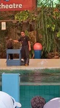hand clapping of sea lion