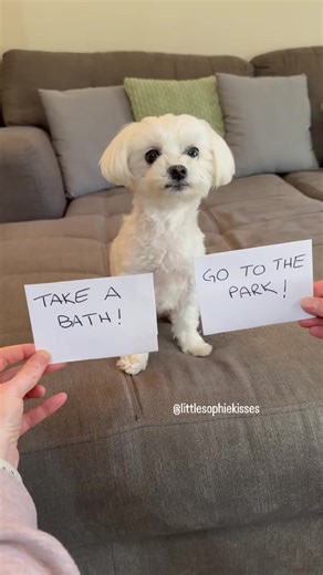 Adorable Maltese Puppy having a Bath 🐶