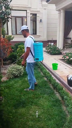 How to Keep Pine Trees Healthy | Best Fertilizer & Pest Control Guide