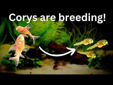 Easy Corydoras catfish breeding: Eggs to Cory Paleatus Fry!