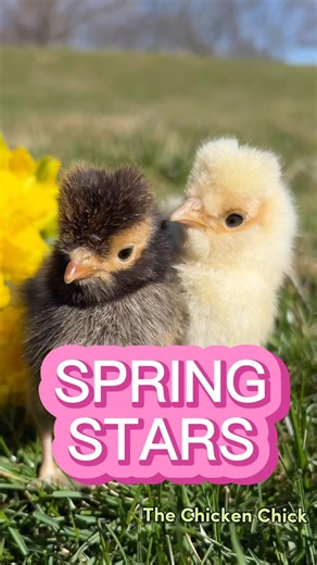 Spring Stars. 🐥 🌷 🐥 🌷 🐥 #backyardchickens #petchickens #chickens #chickenkeeping #chickenyard #tulips #muscari #daffodils #chicks #springthings #babychicks | The Chicken Chick