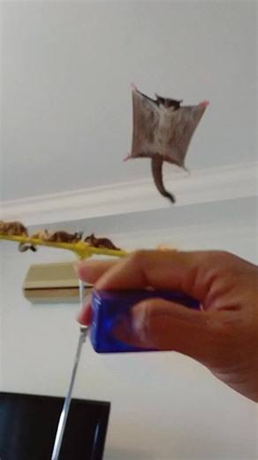 Meet Sugar Gliders: Unique Pets from Australia & New Guinea