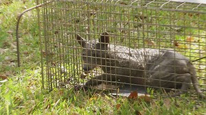 Has the chupacabra finally been captured alive?