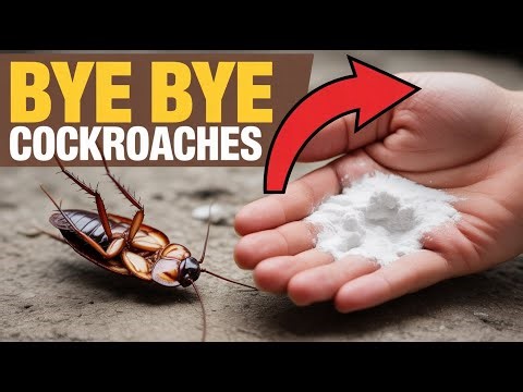 Home Remedies to Get Rid of Cockroaches in Your House Using Baking Soda and Onion