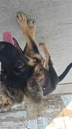 #germanshepherd #puppy #pets #germanshepheard #gsds