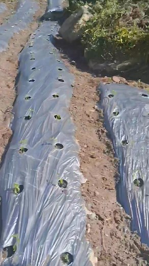 6.7K views · 94 reactions | Gardening with plastic mulching offers...