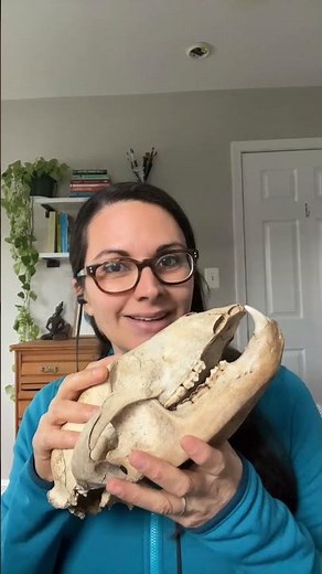 Mammal teeth!