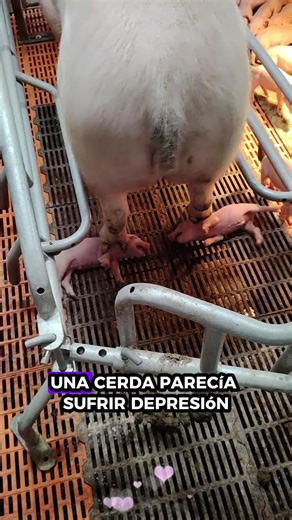 Rescatar a los lechones #animalrescue #rescue #animalsoftiktok #fyp #animals