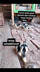 357K views · 2.8K reactions | merawat anak ayam tanpa lampu/di open dengan cara, biarkan ikut indukan sampai usia 6-7 hari,baru dipisah #Rèels #reel #ternak #ayam #ayambangkok #ayamhias #ayamaduan #merawatayam #tips #fyp #fbpro | Sudiro Saputro | Facebook