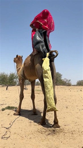 العنوان: الحِكّة تُرهق امرأةً فتسعى بكلّ جهدٍ للتخفيف