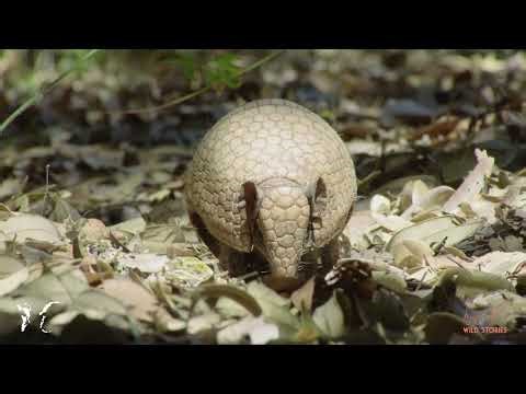 teaser animals inside out ing v1