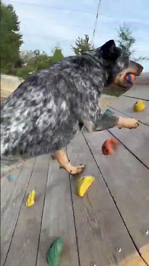 Blue Heeler Agility Training