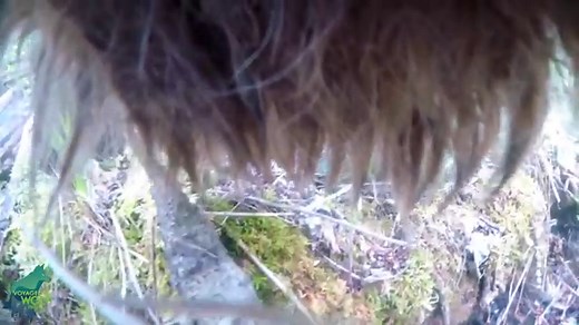 Experience a Day in the Life of a Wild Wolf, as Seen in Stunning Collar-Cam Footage