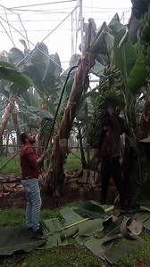 7.9K views · 70 reactions | Try not to say woo challenge ²  #reelsviralシ #fypシ゚viralシ #trendingreelsvideohow #fypシ゚viralシ2023 #reelsfbシ #reelsfypシ゚ #viralreels #reelsviralfb #viralreelsfb #reelsforyou #trendingvideo #virals #reelschallenge | Bananas World | Facebook