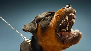 Learn Which Dog Breeds Are Most Aggressive