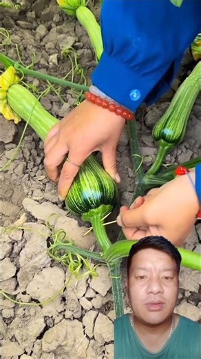 Important Tips for Successful Vegetable Farming #satisfying #shortsfeed