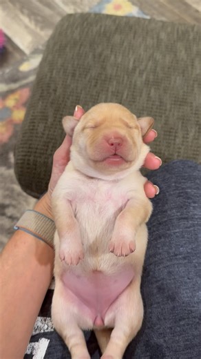 10K views · 215 reactions | Dancing Dolly  @instagramdogs...