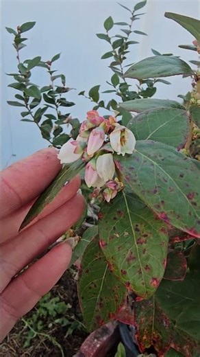 Self-Pollinating vs. Needing a Friend: The Solo Blueberry Bush #BestGardenDreams