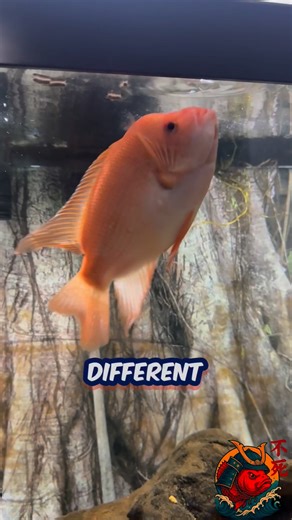 Red Devil Eats Carnivorous Jumbo Stick! 🐟🔥