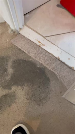 Steam Cleaning Carpet: Oddly Satisfying Transformation