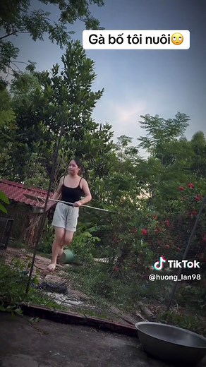 Gà người ta nuôi vs Gà bố tôi nuôi – câu nói hài hước