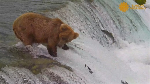 In Alaska’s Katmai National Park, summer means an all-you-can-eat buffet for bears. At Brooks Falls, salmon launch themselves upstream, only to land straight into waiting paws. This summer, more than 15 million people have tuned in on live cams to watch the feast — nature’s ultimate pop-up sushi bar. | CBS Sunday Morning