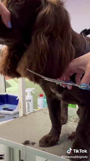 Lovemud Dog Lady on TikTok