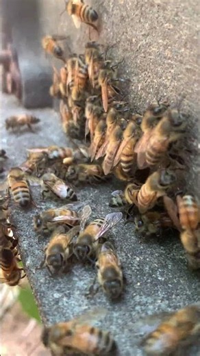 What Does a Worker Bee Do Its Whole Life? 🐝 Amazing Bee Life Cycle #Shorts