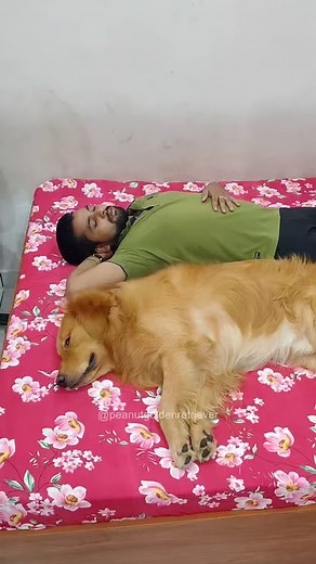 Sleepwalking in the dark 🤣 #dog #goldenretriever | PeaNut Golden Retriever